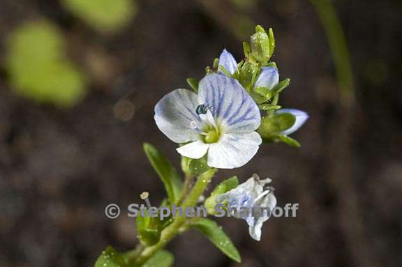 veronica serpylifolia ssp humifusa 4 graphic